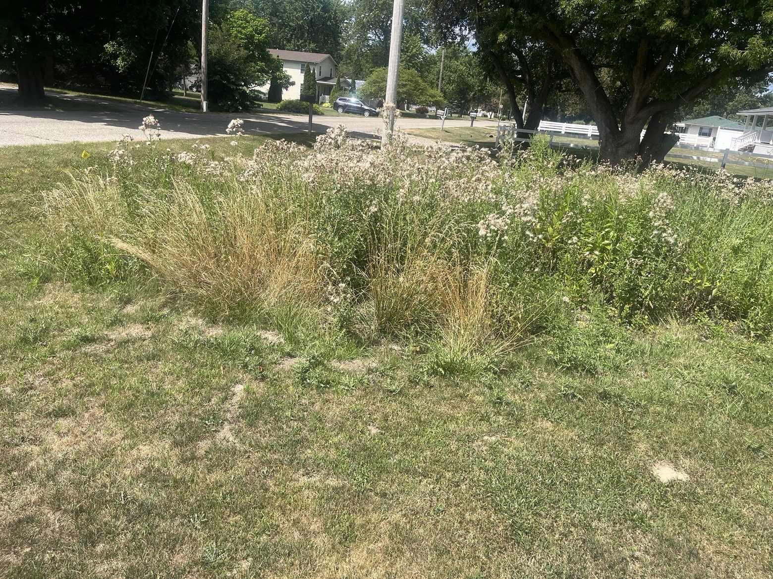 Before: front yard overtaken by tall weeds and wild grasses