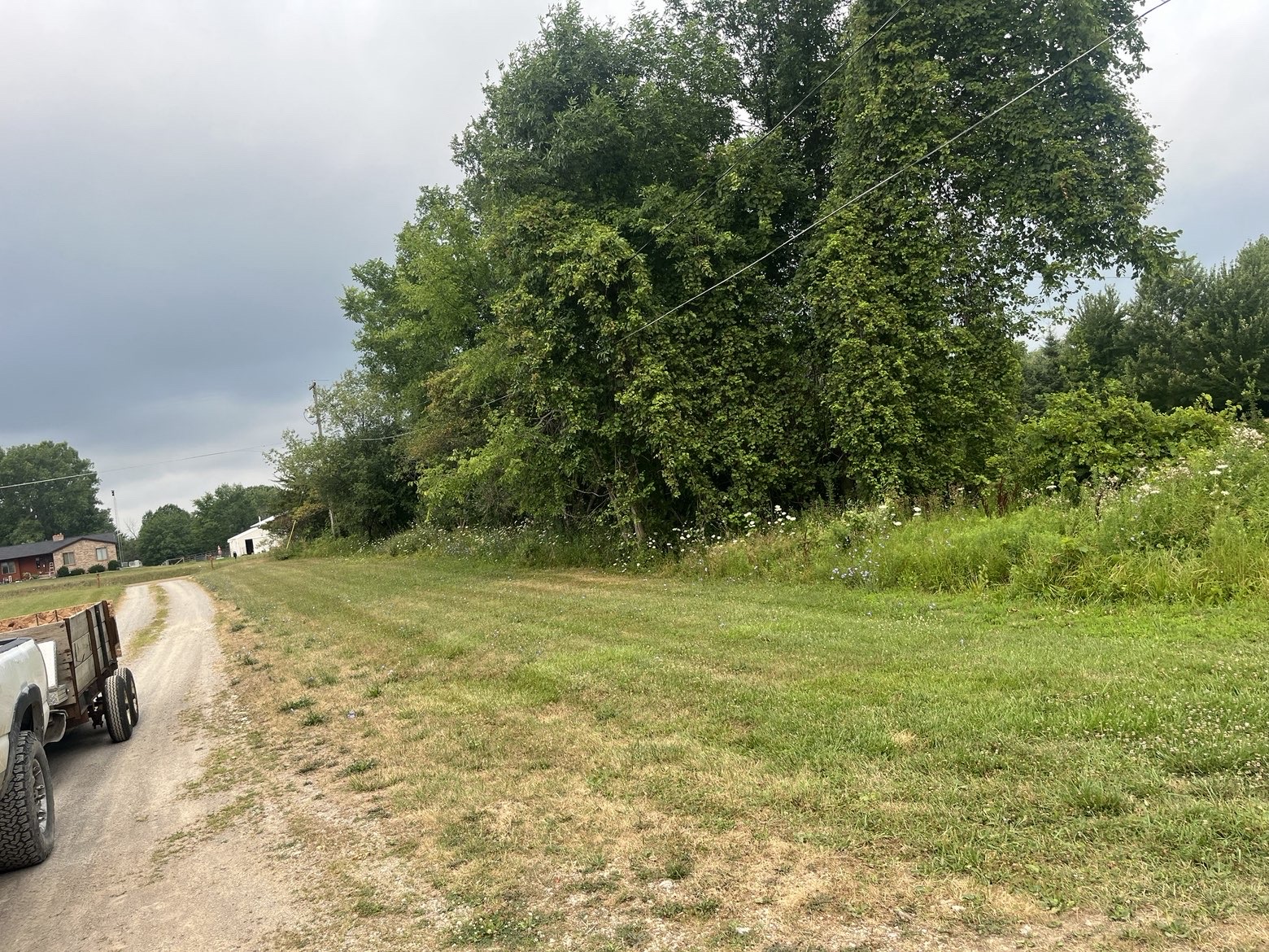 Before: overgrown tree line and brush along the driveway